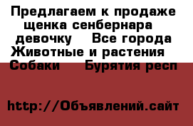 Предлагаем к продаже щенка сенбернара - девочку. - Все города Животные и растения » Собаки   . Бурятия респ.